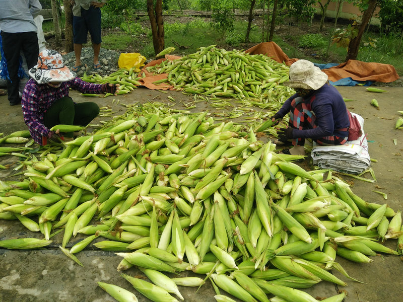 hoi thao bap (1).jpg